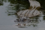 The Glades Attention alligators! 