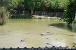 The Glades Attention alligators! 